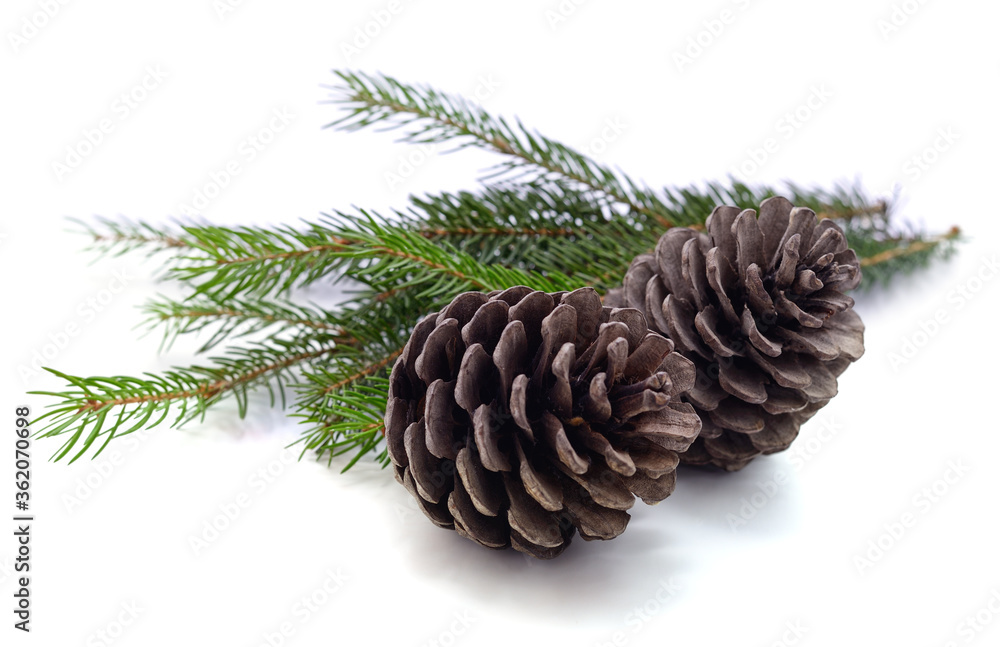 Fototapeta premium Cones and christmas tree.