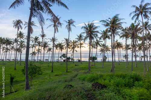 Palmen am Strand von Lombok