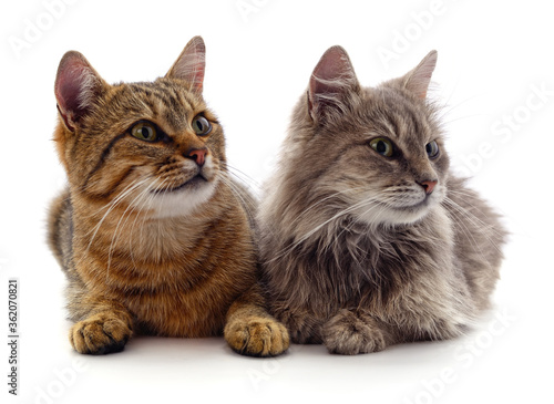 Fototapeta Naklejka Na Ścianę i Meble -  Two small cats.