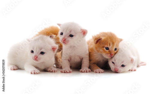 Fototapeta Naklejka Na Ścianę i Meble -  Five small cats.