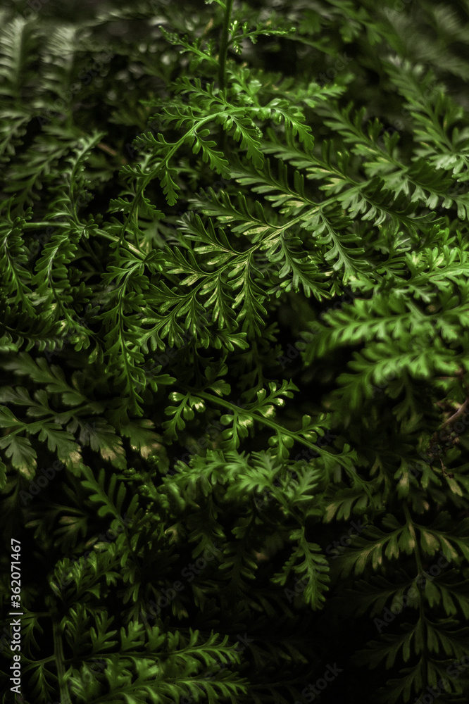 fern fern