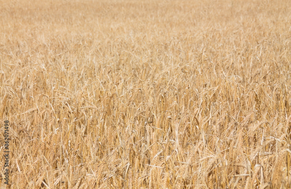 Field of wheat, Harwest of bread wheat , Triticum aestivum, Triticum monococcum, field, wheat, agriculture, grain, crop, farm, nature, harvest, cereal, plant, yellow, summer, food, golden, ripe, bread Field of wheat, Harwest of bread wheat , Triticum aestivum, Triticum monococcum, field, wheat, agriculture, grain, crop, farm, nature, harvest, cereal, plant, yellow, summer, food, golden, ripe, bread