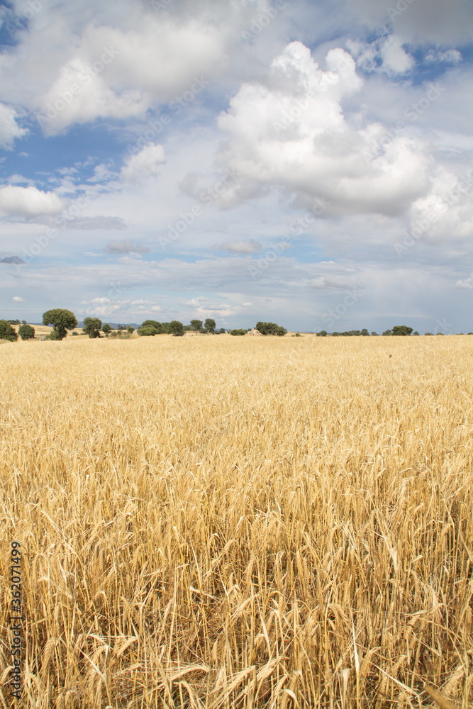 Field of wheat, Harwest of bread wheat , Triticum aestivum, Triticum monococcum, field, wheat, agriculture, grain, crop, farm, nature, harvest, cereal, plant, yellow, summer, food, golden, ripe, bread Field of wheat, Harwest of bread wheat , Triticum aestivum, Triticum monococcum, field, wheat, agriculture, grain, crop, farm, nature, harvest, cereal, plant, yellow, summer, food, golden, ripe, bread