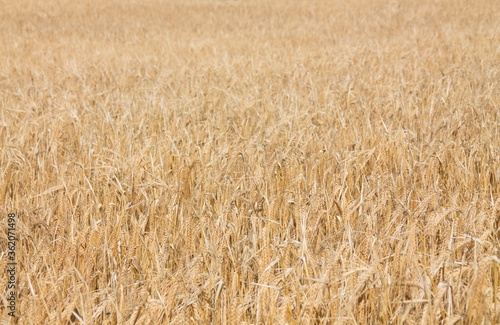 Field of wheat  Harwest of bread wheat   Triticum aestivum  Triticum monococcum  field  wheat  agriculture  grain  crop  farm  nature  harvest  cereal  plant  yellow  summer  food  golden  ripe  bread