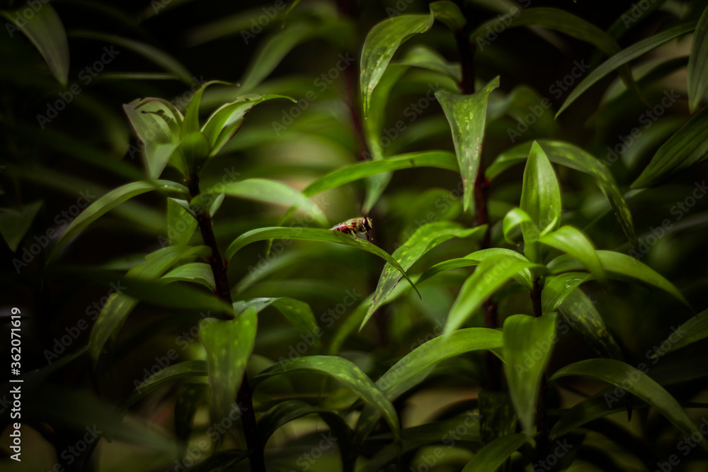 Obraz premium insect on plant