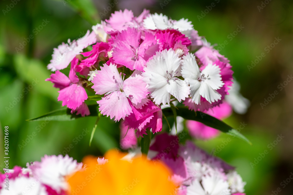 Obraz premium Dianthus barbatus beautiful ornamental flowering plants, group of bright pink purple white flowers in bloom
