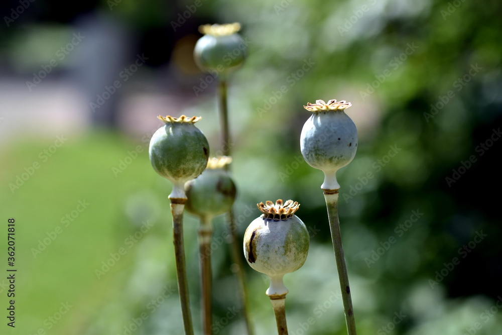 Samenkapseln einer Mohnblume Samenkapseln einer Mohnblume