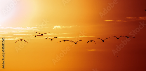 birds in the sunset