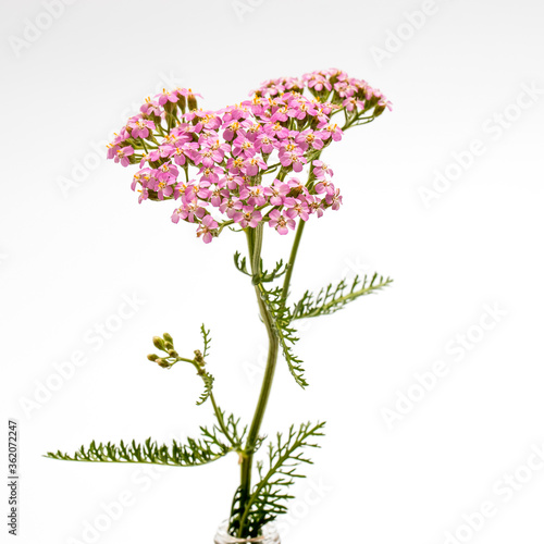 pink inflorescence herb (Achillea millefolium) on white background © elenarostunova
