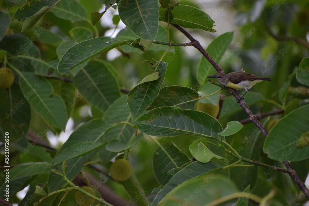 green leaves on the tree with Bird 