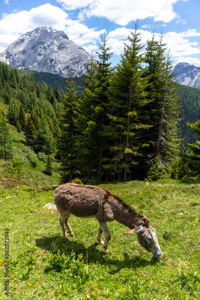 Esel in den Alpen