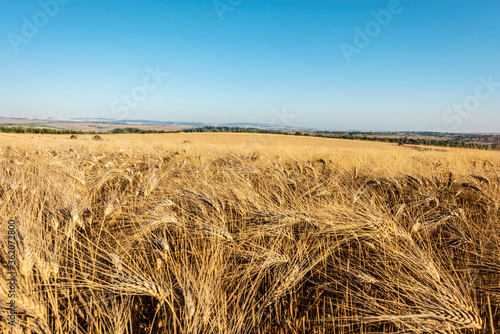 Ripe ears of wheat against the blue sky on a summer evening. Selective focus. 