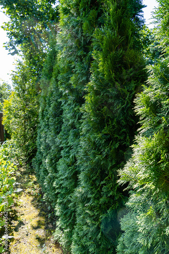 Hedgerow between sites. Thuja occidentalis Smaragd  northern or eastern white cedar  and Thuja occidentalis Aurea. Interesting nature concept for fence design. Atmosphere of relaxing holiday.