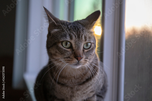 Wallpaper Mural Maui cat Torontodigital.ca