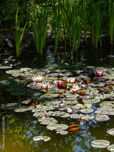 Magic pink water lilies or lotus flowers Marliacea Rosea in garden pond. Close-up plan. Nymphaea petals and leaves with water drops. Reflection of water plants in water as in mirror. Floral landscape.