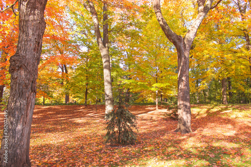 Autumn in the forest. The trees are half orange and green. A lot of dry leaves on the grass. A small tree grows in the center. Ottawa Canada Fall 2012