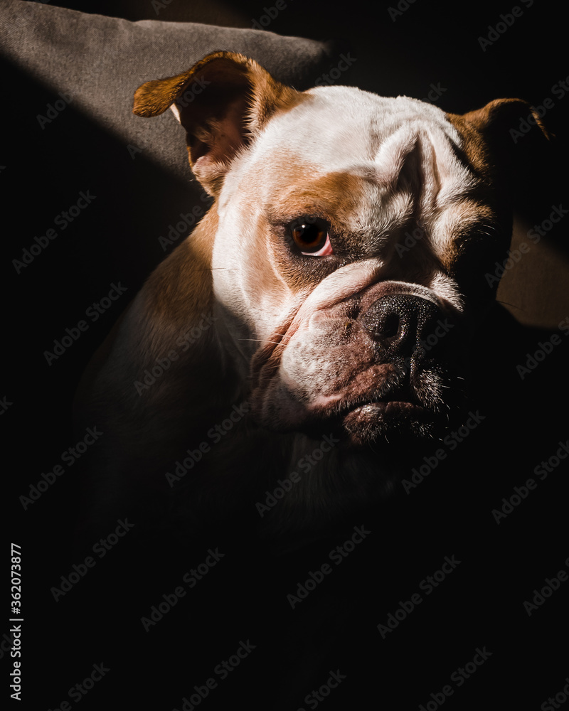 cute english bulldog portrait taking the sun 