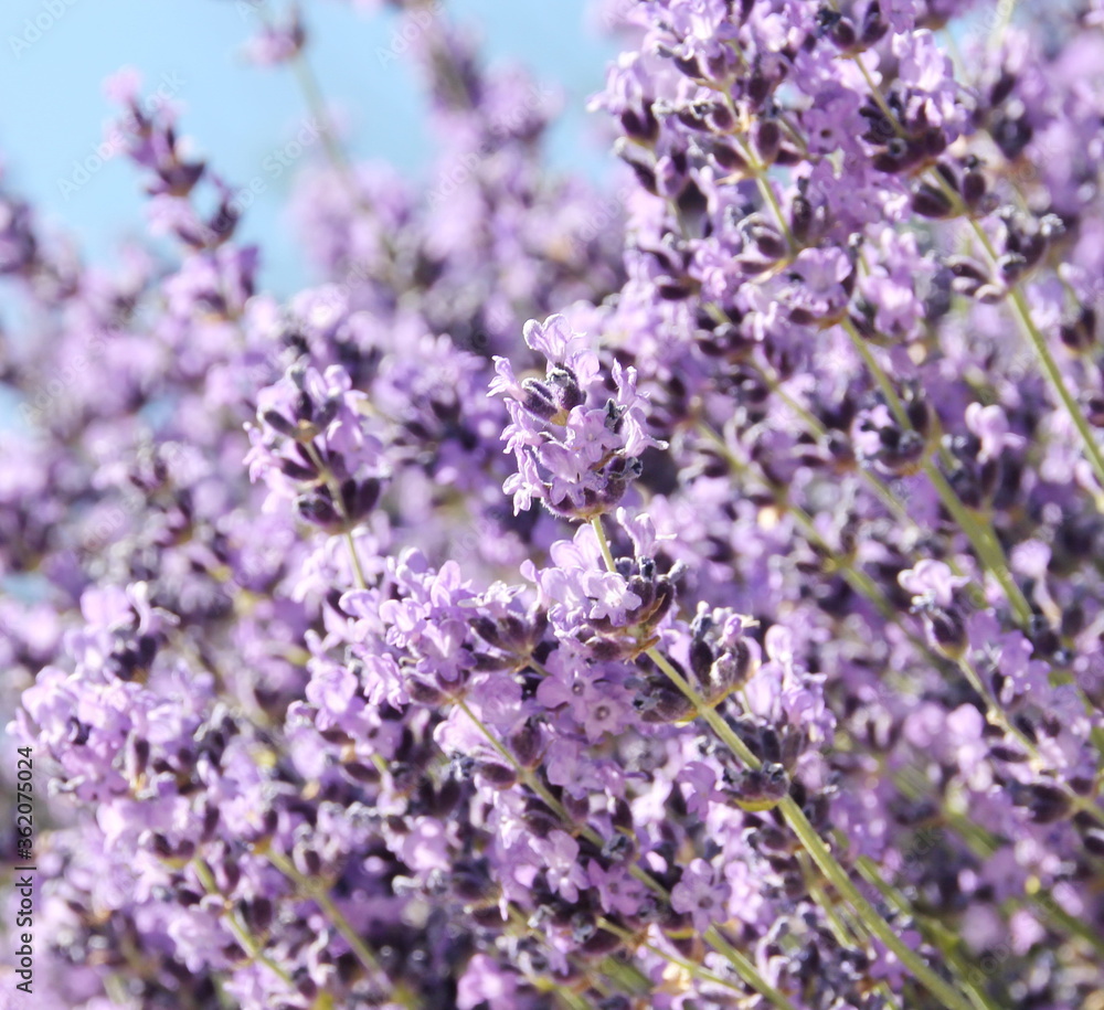 Field of Lavender, Lavandula angustifolia, Lavandula officinalis Field of Lavender, Lavandula angustifolia, Lavandula officinalis