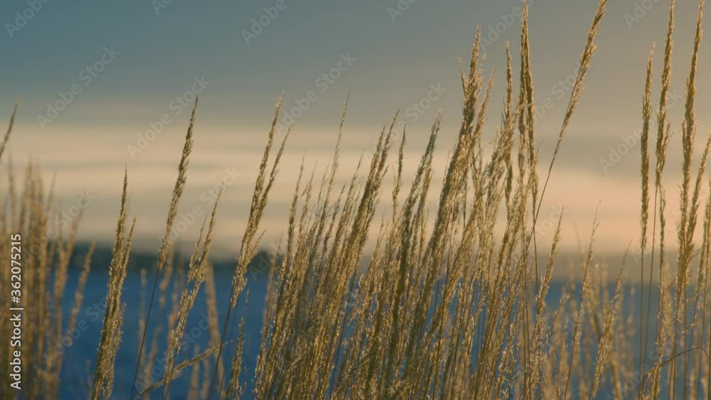 Grain swaying in wind by the water, shoreline of mountains in background right before sunset soft clouds scenic and peaceful moment during summer suggesting enjoyment of the moment, life and growth