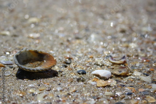 seashell with sea water in the sun