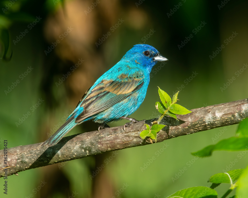 Indigo Bunting