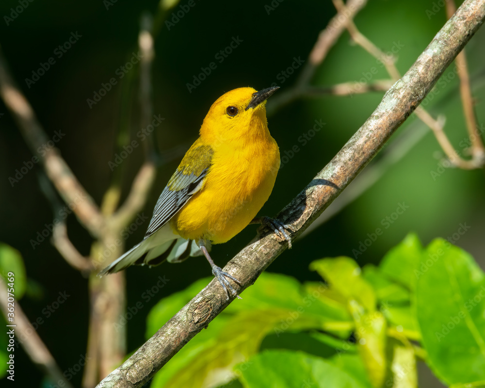 Prothonotary Warbler