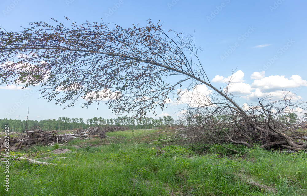 Area of illegal logging. Forests Deforestation humans are causing global warming. Deforestation, destruction of deciduous forests. Concept of environmental damage and crime in forests on planet Area of illegal logging. Forests Deforestation humans are causing global warming. Deforestation, destruction of deciduous forests. Concept of environmental damage and crime in forests on planet