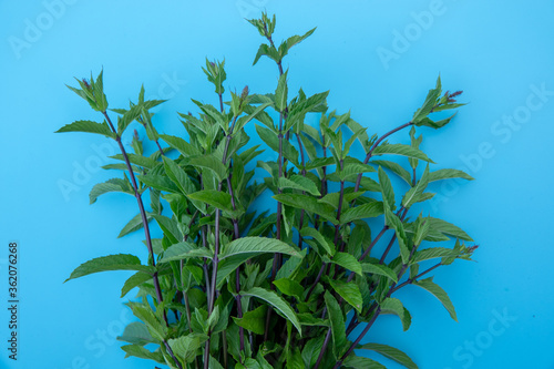 Flat lay composition with fresh mint leaves on blue color background