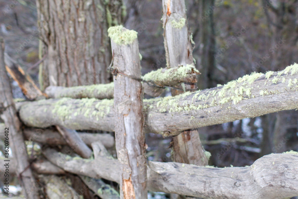 old wooden fence with green leaves