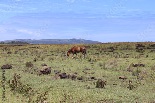 Cheval dans une prairie à l'île de Pâques
