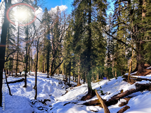 winter forest in the snow and nature beauty Dhanaulti mountain Uttarakhand india