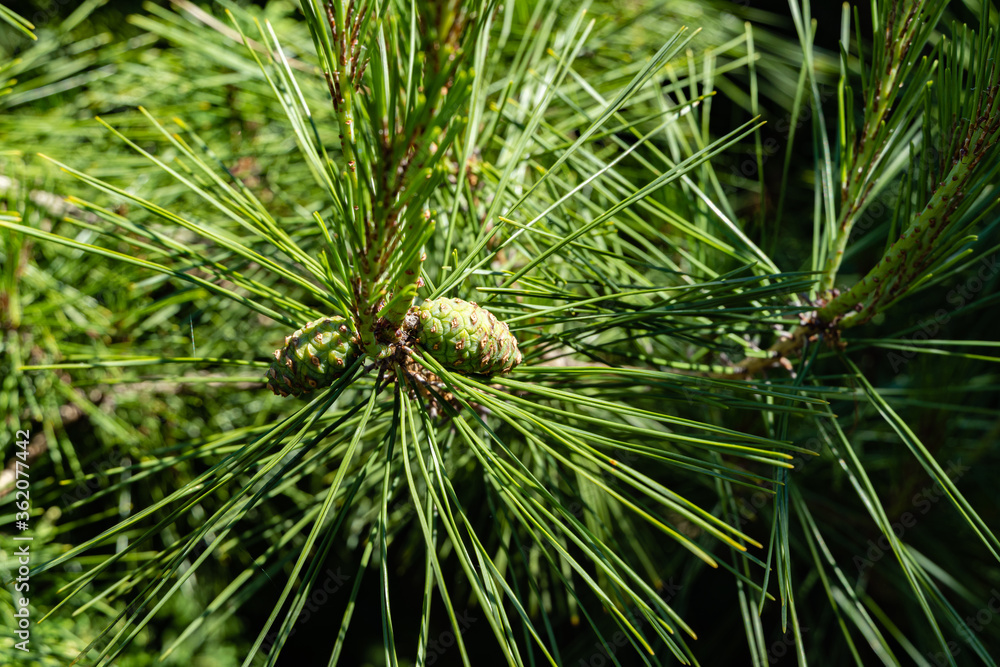 Branch of Pinus densiflora Umbraculifera on blurred green background. Closeup. Beautiful young yellow female pine cones on long shoots of Pinus densiflora Umbraculifera. Evergreen landscape garden. Branch of Pinus densiflora Umbraculifera on blurred green background. Closeup. Beautiful young yellow female pine cones on long shoots of Pinus densiflora Umbraculifera. Evergreen landscape garden.