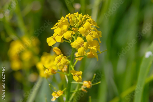 buds and yellow flowers of the common scabbard on a green background of grass Fototapet