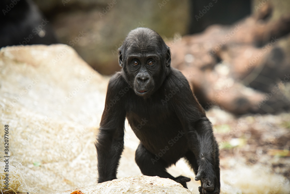 Fototapeta premium gorilla