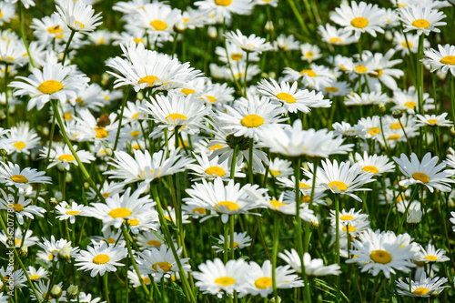 Flowerbed with blooming daisies in the garden in summer