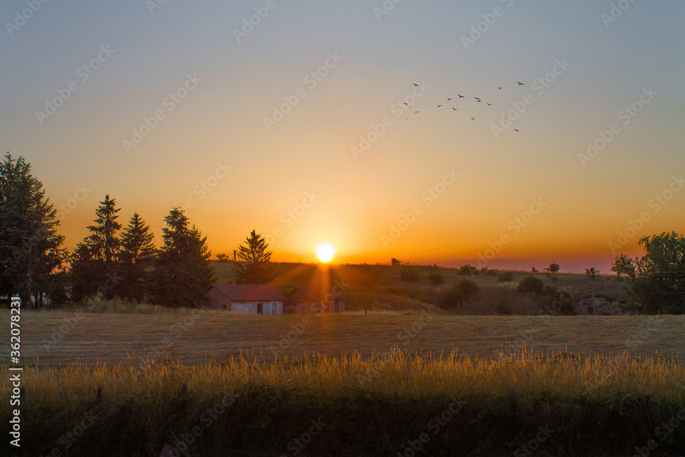 View of a sunset at golden hour with sun rays and birds flying over a field of grass growing over hills