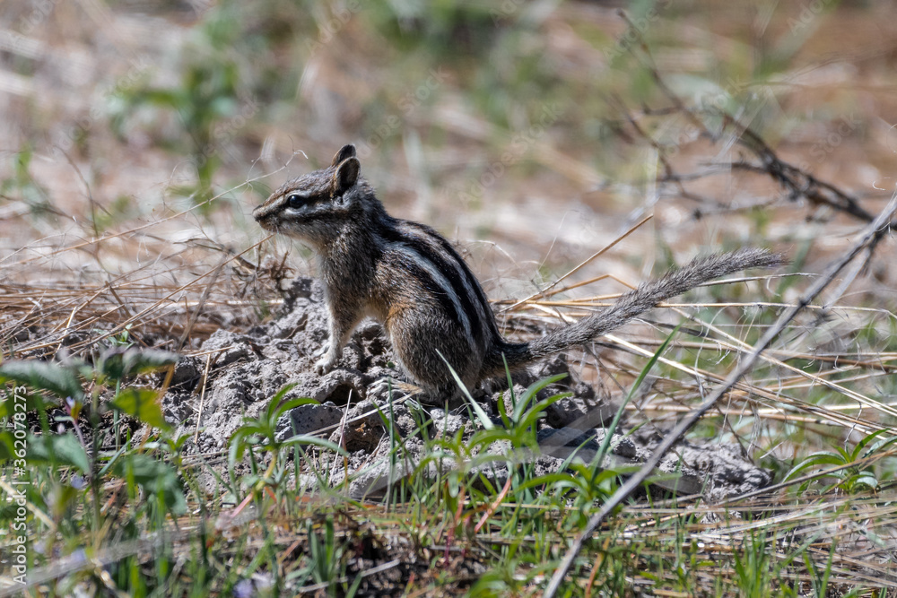 Obraz premium Yellow-pine Chipmunk (Tamias amoenus), Turnbull Wildlife Refuge, WA
