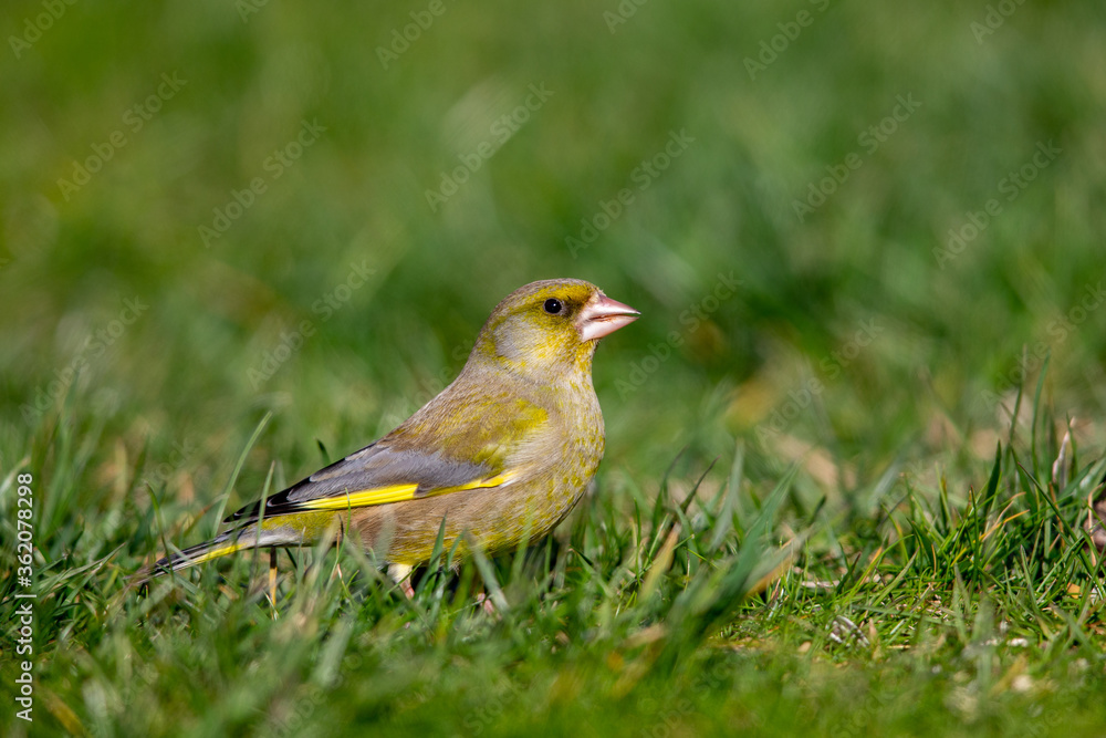 European greenfinch (Chloris chloris) in the garden in spring. European greenfinch (Chloris chloris) in the garden in spring.
