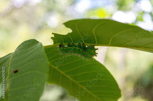 Big green caterpillar eating the bottom of a leaf with purple dots