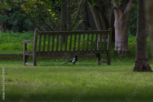 Bird chilling under a bench in a park surrounded by green grass