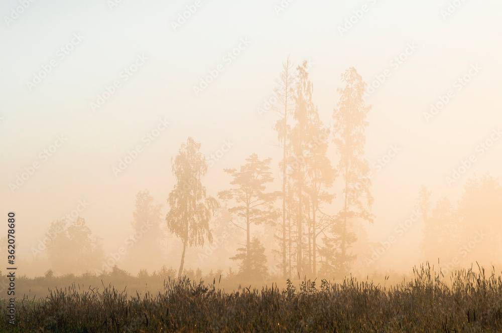 Morning landscape. The forest on the background of the dawn sky in a haze.