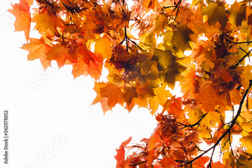 A branch with reddened maple leaves on a white background.