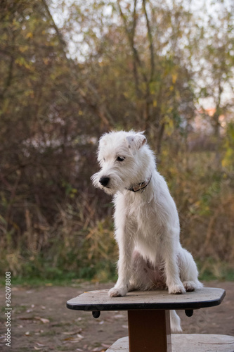 White dog is sitting on dog chair. She is nervous here.