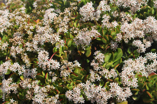 Small delicate white flowers on a Japanese Rubber plant growing in a garden. Crassula ovata photo