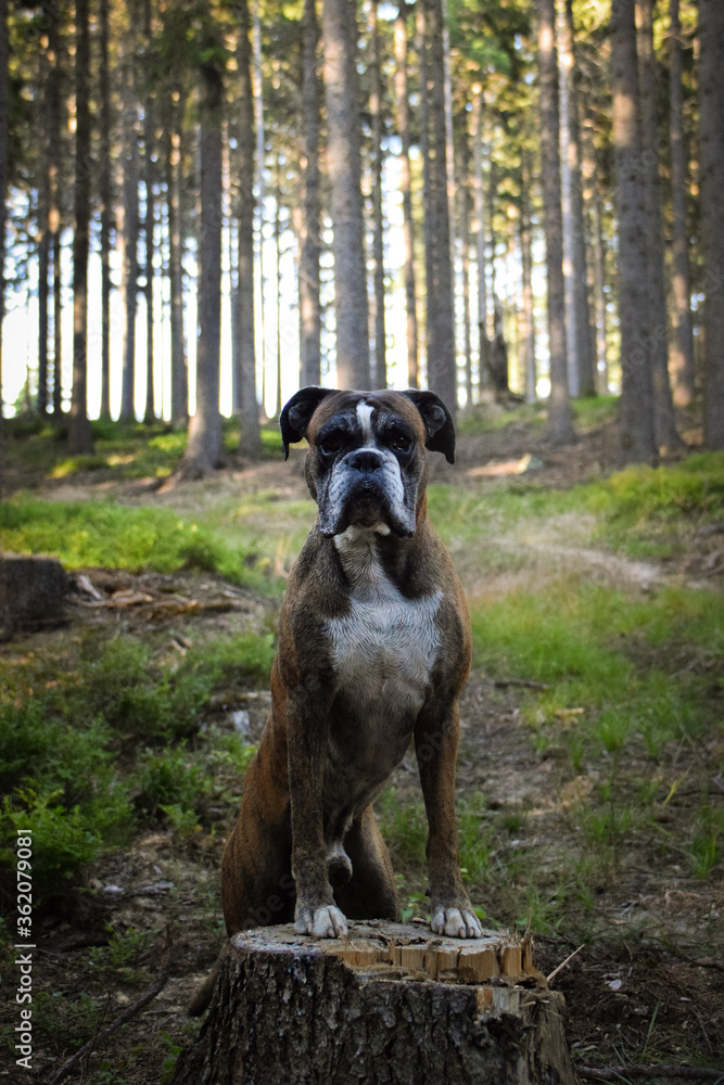 Portrait of boxer is standing on stump. She is waiting for other order. And she is so cute.