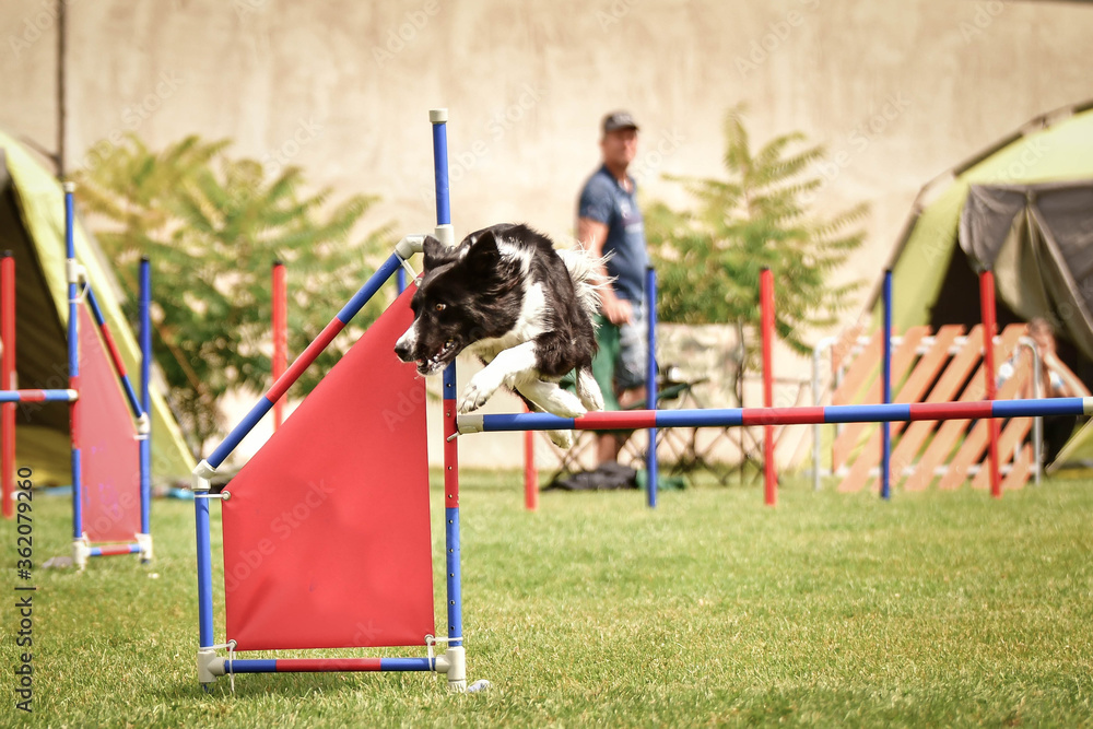 Black and white Border collie is running  race on czech agility competition. agility competition in dog park Ratenice