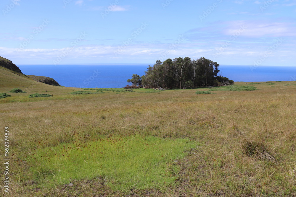 Obraz premium Bosquet à l'île de Pâques
