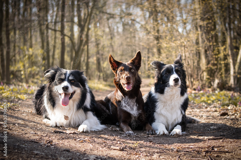 Three border collies are lying in forest on the road. They are so patient model.