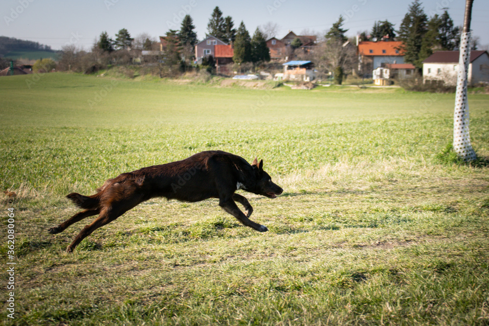 Border collie is running in the grass. She is so crazy female dog. Border collie is running in the grass. She is so crazy female dog.