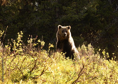 grizzly bear in the morning light